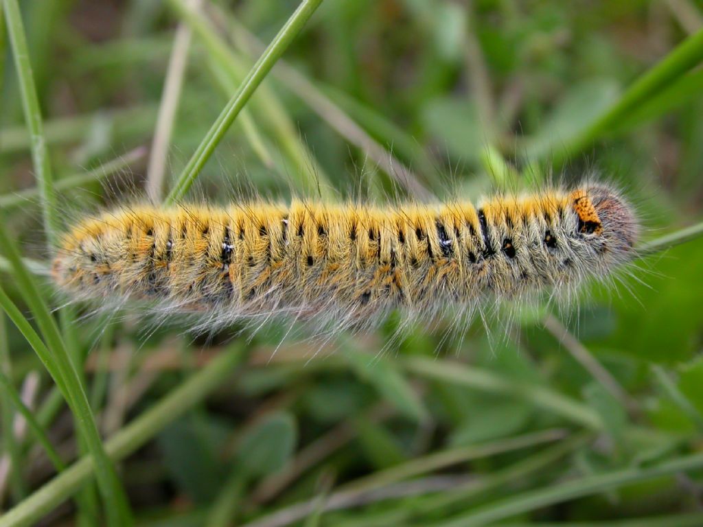 larva di Lasiocampa trifolii? - Si!